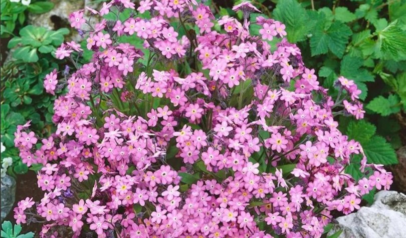 Rózsaszín nefelejcs Victoria Rose, Myosotis sylvatica, virág